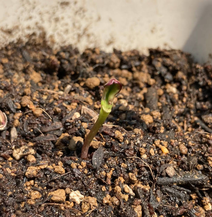 ミニひまわり双葉が折れたその後 うちの植物たち うめ実のブログ